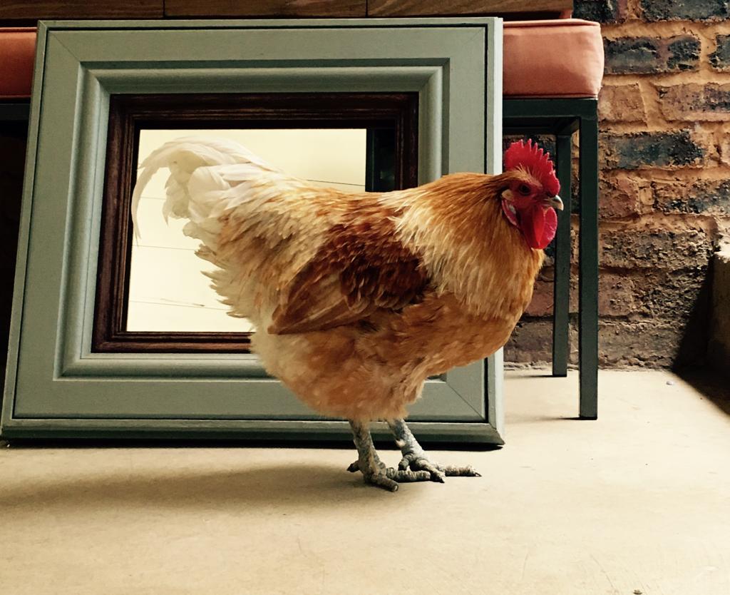 Optimum-Frames-image